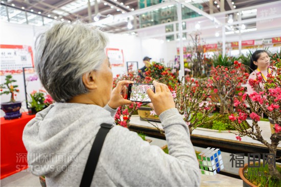 2019深圳迎春花市在会展中心启动 除夕当天开