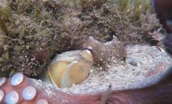 地中海好奇章魚遇潛水員拍照伸觸手裹住攝像頭