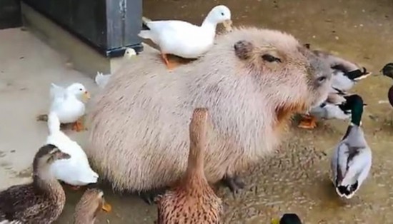 �ȷ��ˣ�������Ƣ��ˮ���Ϊ����԰������