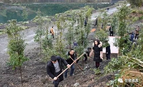 春寒料峭植树忙|道真开展春季义务植树活动