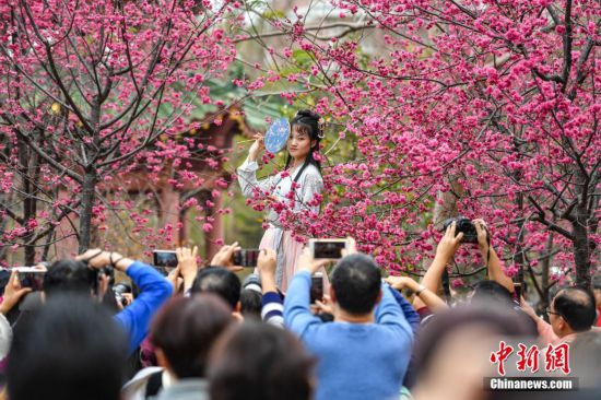 廣州華南農業大學櫻花怒放吸引游人