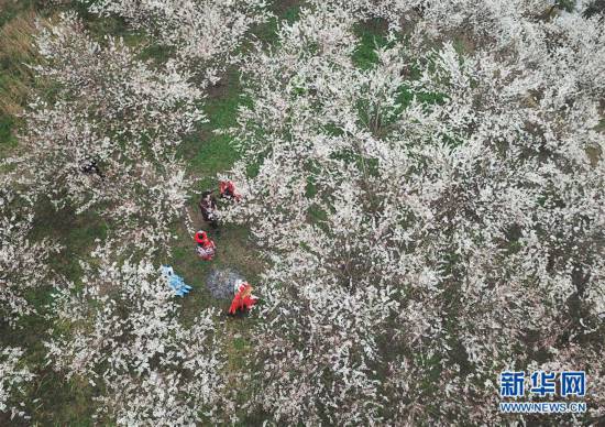 贵州大方:樱桃花开引客来