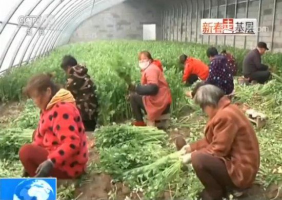 【新春走基層】河南蘭考:家在黃河邊年味兒裡看發展
