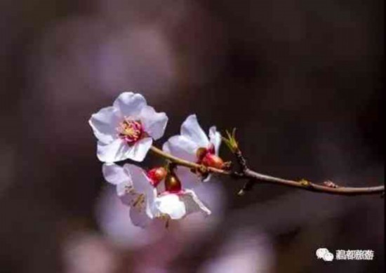 春风化雨，昌都也有桃花盛景等你来！