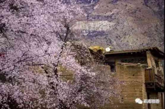 春风化雨，昌都也有桃花盛景等你来！