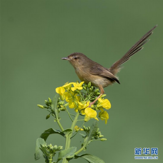 （环境）（7）福州：早春枝头鸟儿俏