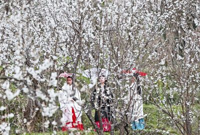 蒲江2万余亩樱桃花开啦!