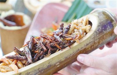 吃虫，你怕了吗？