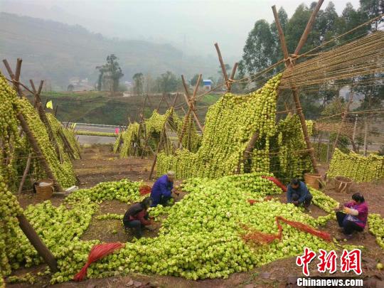创业青年抖音卖榨菜重庆涪陵百年传统产业迎新叙事