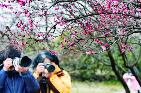 淮安古淮河文化生態景區紅梅綻放 俏開枝頭