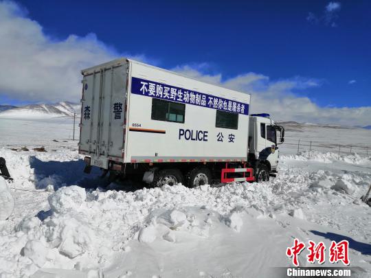 降雪致野生动物受灾西藏阿里林业为420头野牦牛投放食物