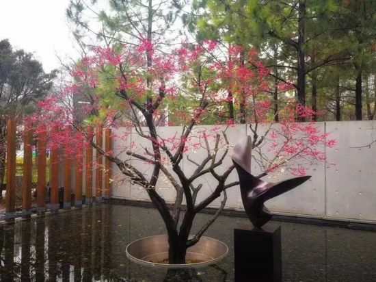 天气不是问题,上海13个赏梅好去处随时可约