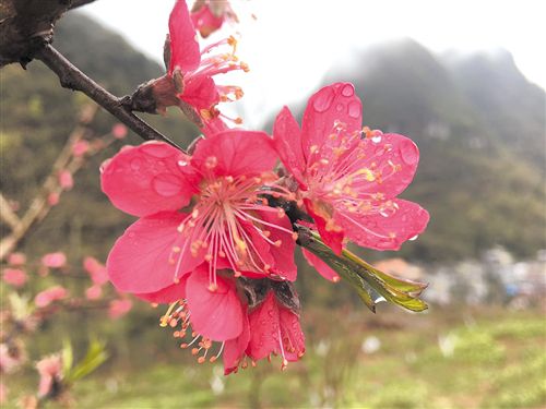 南宁周边赏花攻略 让你的赏花照片惊艳朋友圈