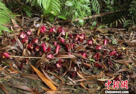广东韶关丹霞山假野菰被确认为新种