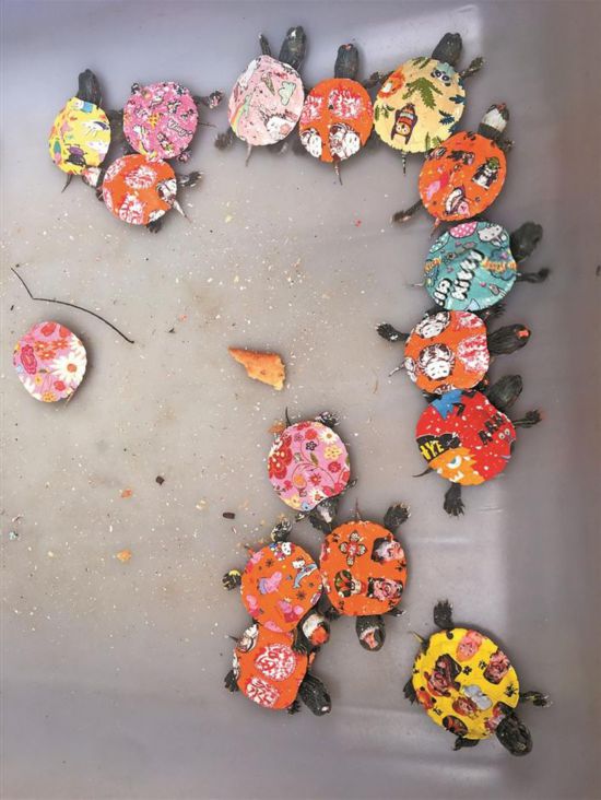 彩色小乌龟轻易不要买--深圳频道--人民网