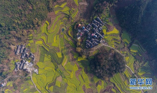 ����������5����ɫ����԰