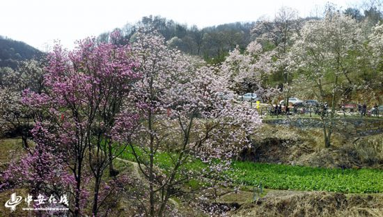 【生态美看安徽】大别山野生望春花海绽放满山遍野