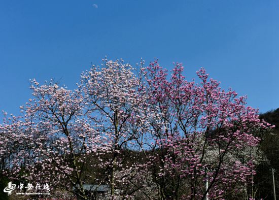 【生态美看安徽】大别山野生望春花海绽放满山遍野