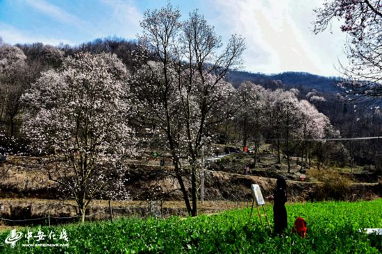 【生态美看安徽】大别山野生望春花海绽放满山遍野