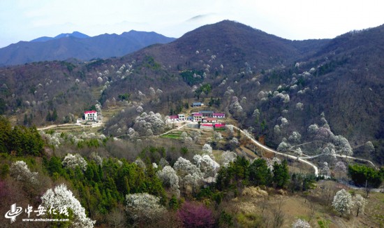 【生态美看安徽】大别山野生望春花海绽放满山遍野