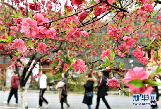 #(社会)(7)赏春踏青正当时