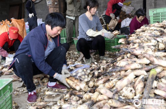 杭州富阳优质早笋直销上海等大城市