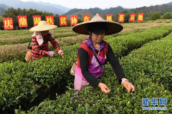 （经济）（1）广西昭平：粤桂协作发展产业助脱贫