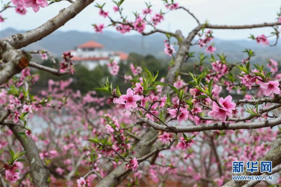 （春季美丽生态）（1）“桃花故里”赏桃花