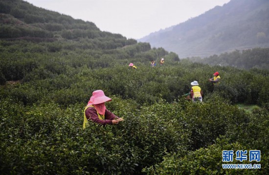 （经济）（1）江苏洞庭山：碧螺春茶迎来采摘期