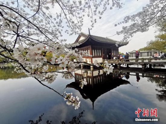 资料图：西湖边绽放的樱花。 <a target='_blank'  data-cke-saved-href='http://www.chinanews.com/' href='http://www.chinanews.com/'><p  align=