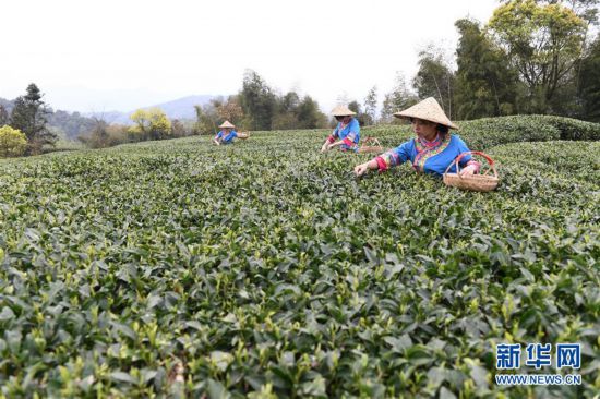 （社会）（1）福鼎茶乡迎来白茶开茶季