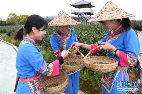 （社会）（3）福鼎茶乡迎来白茶开茶季