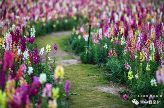 泉州丰海路超万平方米金鱼草开花了 缤纷你的春天