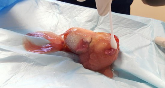 Ӣ��һ6�������㾭�����г������ػ񽡿�