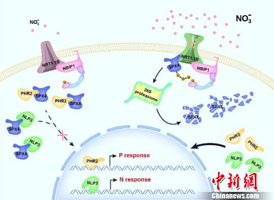 中国科学家研究揭示出植物硝酸盐信号传导通路 中国科学家研究揭示出植物硝酸盐信号传导通路
