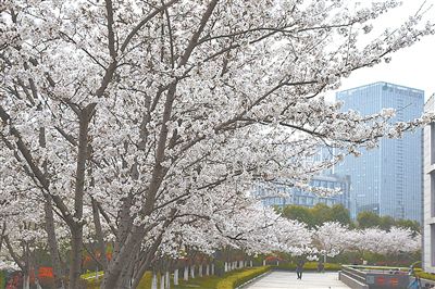 南京独立学院排名_南京大学金陵学院院长近期调离学院正开展独立学院