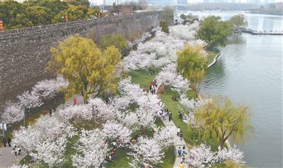 樱映城墙 南京玄武湖明城墙下3000株樱花盛放