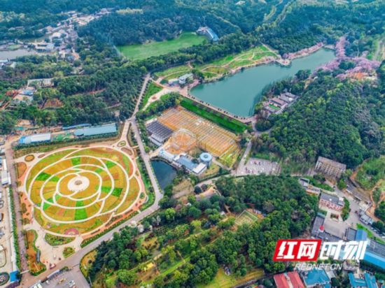 周末趣湖南丨车水马龙里的那一抹春光