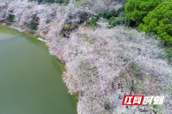 周末趣湖南丨车水马龙里的那一抹春光