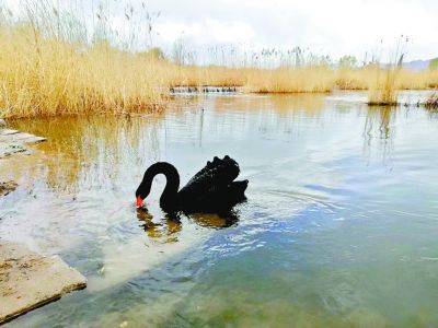 永定河補水引來黑天鵝