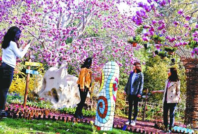 昨天,以"春松华茂"为主题的香山公园第十七届山花观赏期拉开序幕.