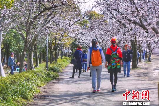 黑龙江清明假日旅游市场日本赏樱线路火热