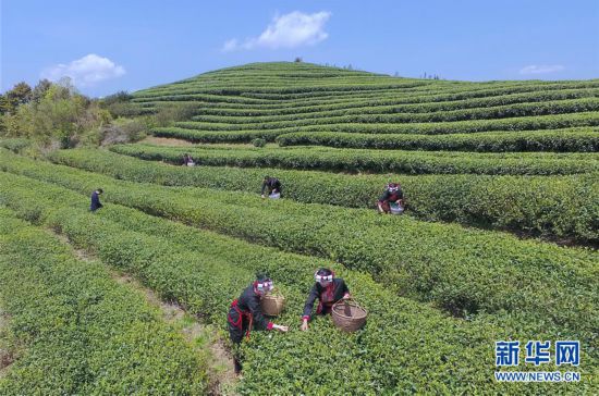 （社会）（1）福建福鼎：春茶飘香