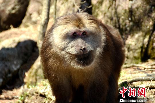 黄山短尾猴午后沐浴春光表情憨态可掬