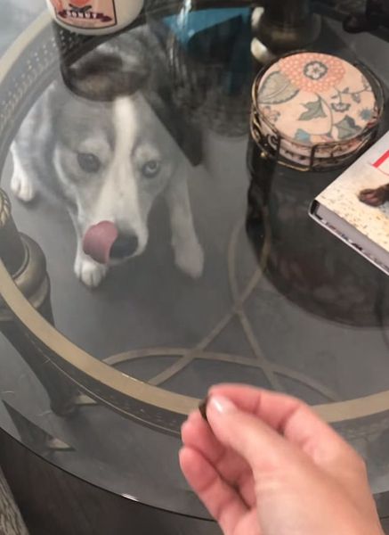 狗被主人“戲耍”隔著玻璃吃不到零食一臉疑惑