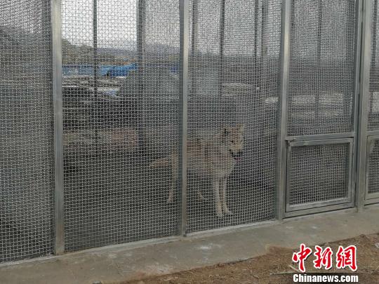 《千古馬頌》總導演穆青：講述人馬故事敬畏草原文化