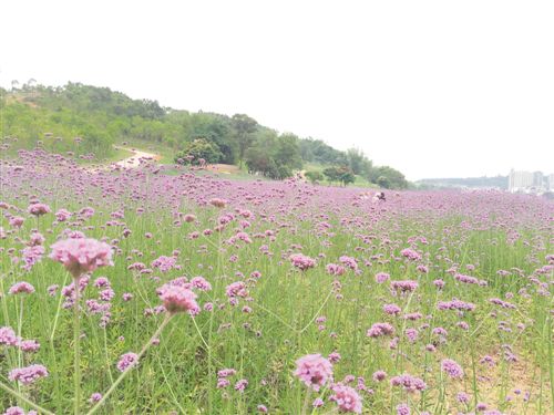 南宁龟山滨江公园紫色花海成“网红”公园逐步开放