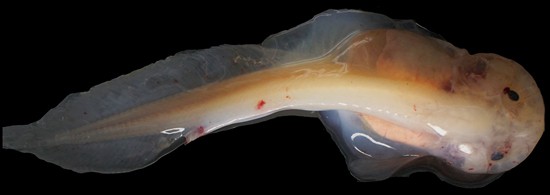 突破深海7000米“地獄禁區”的獅子魚