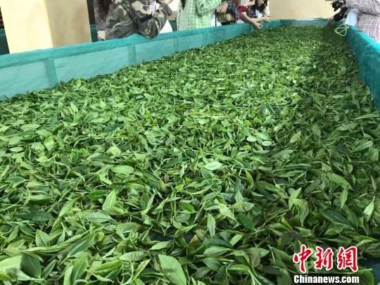 粤开采千米高山茶冀提升质量进入粤港澳大湾区市场
