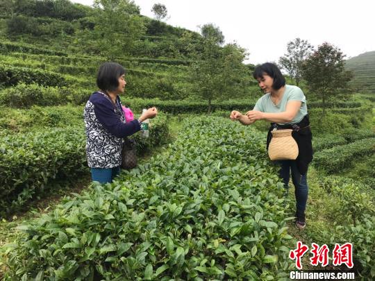 粤开采千米高山茶冀提升质量进入粤港澳大湾区市场